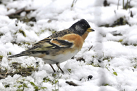 Fringilla montifringilla