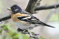 Fringilla montifringilla