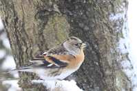 Fringilla montifringilla