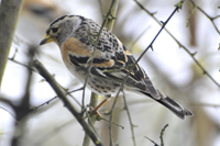 Fringilla montifringilla