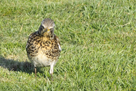 Turdus pilaris