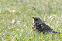 Turdus pilaris