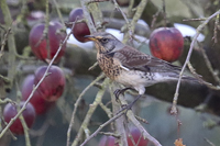 Turdus pilaris