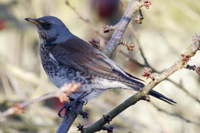 Turdus pilaris