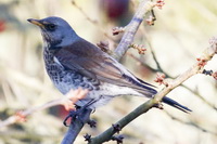 Turdus pilaris