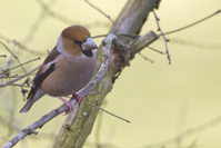 Coccothraustes coccothraustes