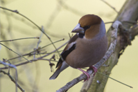 Coccothraustes coccothraustes