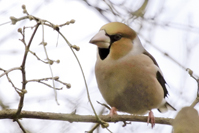 Coccothraustes coccothraustes