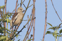 Coccothraustes coccothraustes