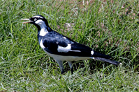 Grallina cyanoleuca