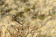 Turdus iliacus