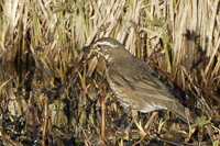 Turdus iliacus