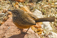 Achaetops pycnopygius