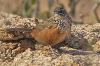 Achaetops pycnopygius