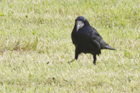 Corvus frugilegus