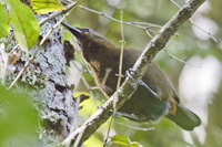 Philesturnus rufusater