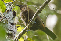 Philesturnus rufusater