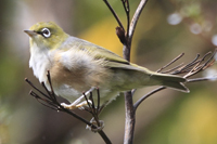 Zosterops lateralis