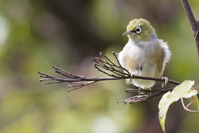 Zosterops lateralis