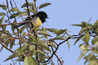 Petroica macrocephala