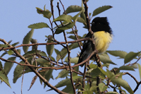 Petroica macrocephala