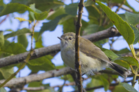 Petroica macrocephala