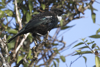 Prosthemadera novaeseelandiae