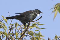 Prosthemadera novaeseelandiae