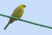 Emberiza citrinella